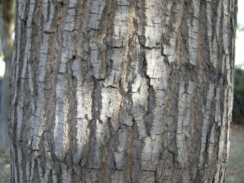 Acer negundo L., 1753