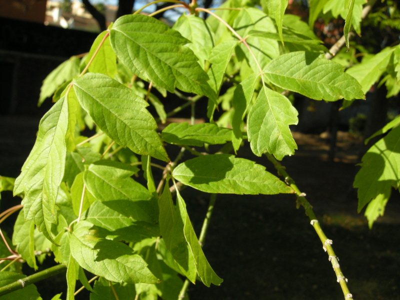 Acer negundo L., 1753
