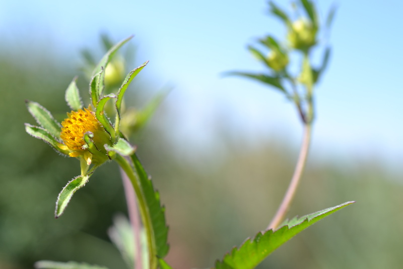 Bidens frondosa L., 1753