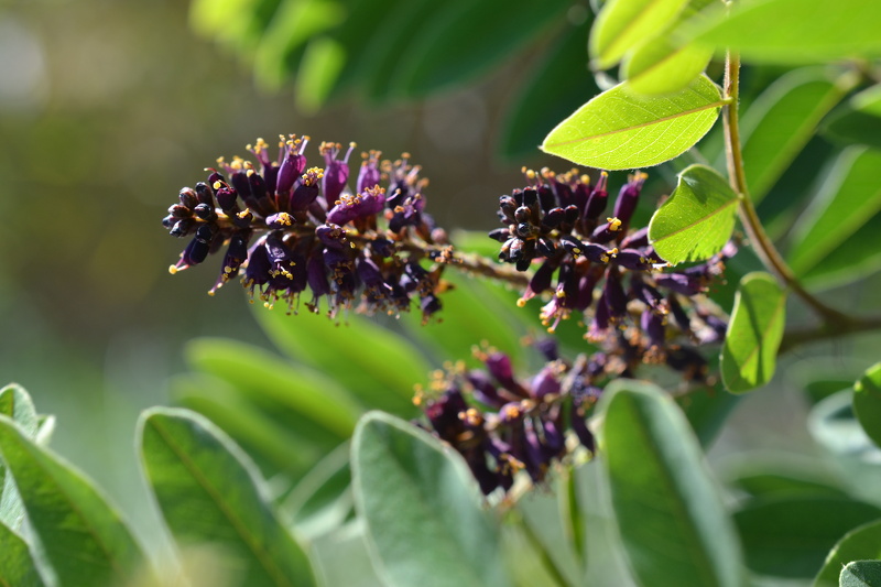 Amorpha fruticosa L., 1753
