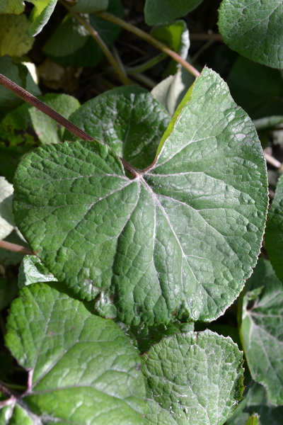 Petasites pyrenaicus (L.) G.López, 1986 [syn. Petasites fragrans (Vill.) C.Presl, 1826]