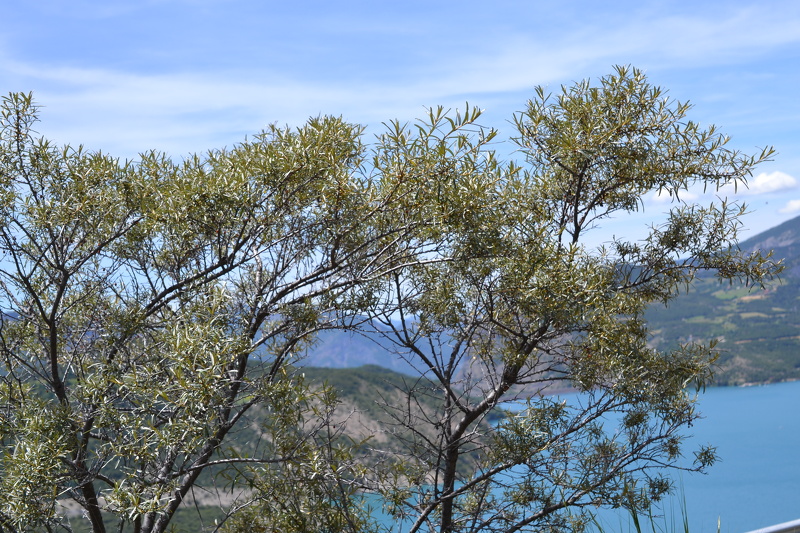 Elaeagnus angustifolia L., 1753