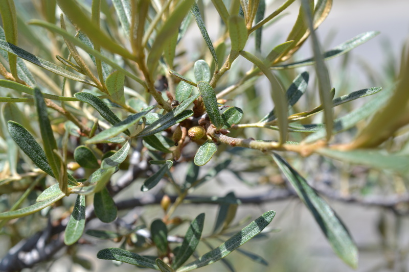 Elaeagnus angustifolia L., 1753