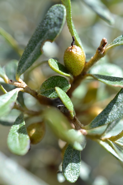 Elaeagnus angustifolia L., 1753