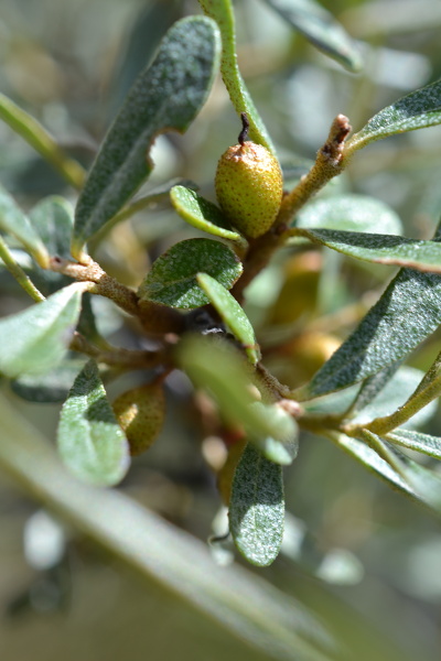 Elaeagnus angustifolia L., 1753