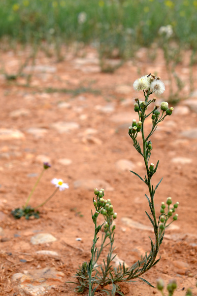 Erigeron bonariensis L., 1753 [syn. Conyza bonariensis (L.) Cronquist, 1943]