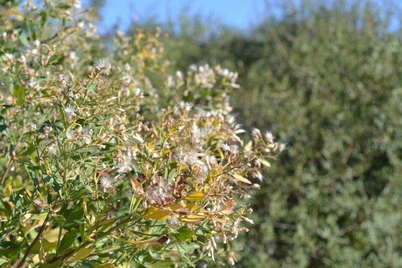 Baccharis halimifolia L., 1753