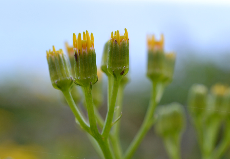 Senecio angulatus L.f., 1782