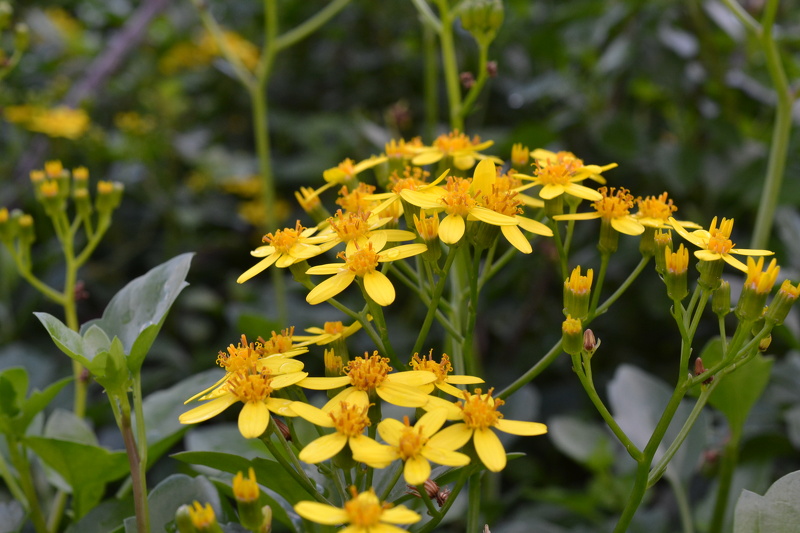 Senecio angulatus L.f., 1782