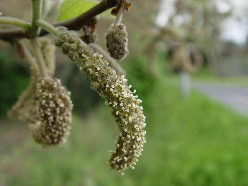 Broussonetia papyrifera (L.) Vent., 1799