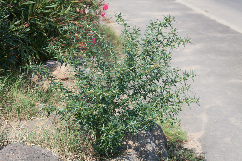 Xanthium spinosum L., 1753