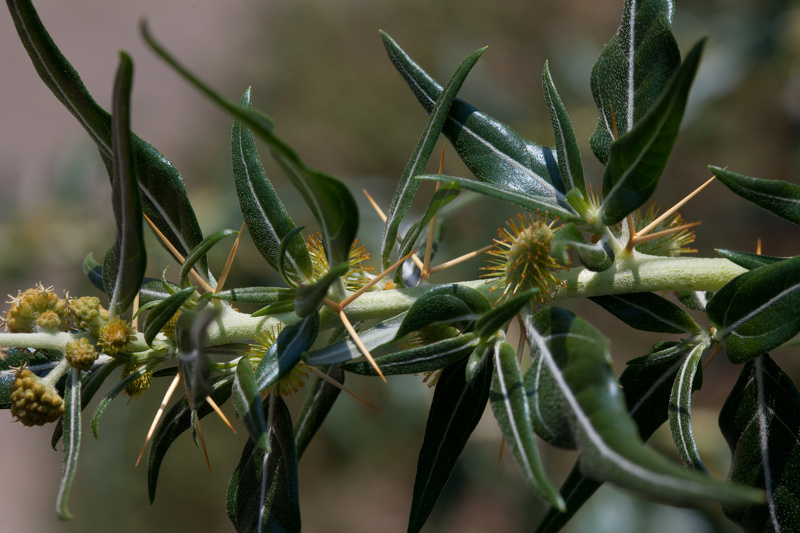 Xanthium spinosum L., 1753