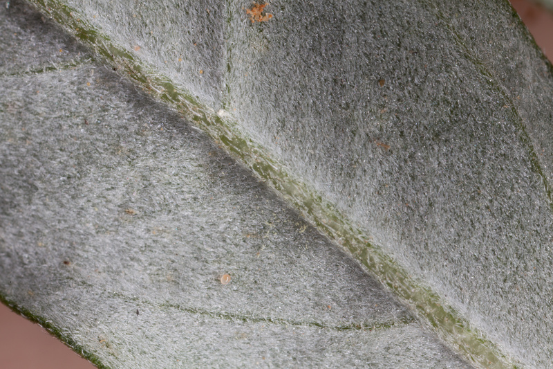 Xanthium spinosum L., 1753