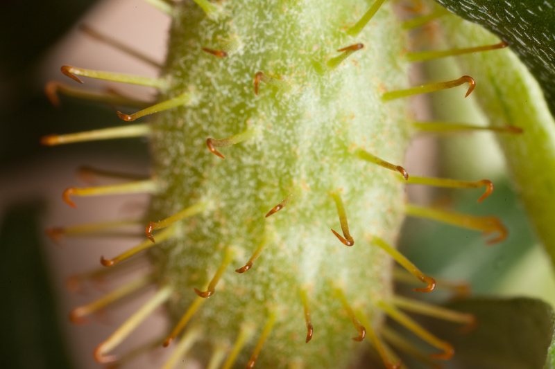 Xanthium spinosum L., 1753