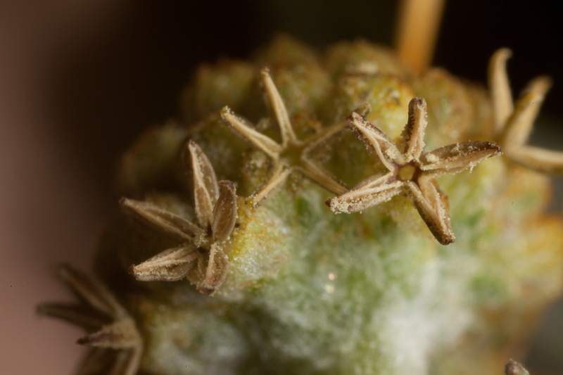 Xanthium spinosum L., 1753