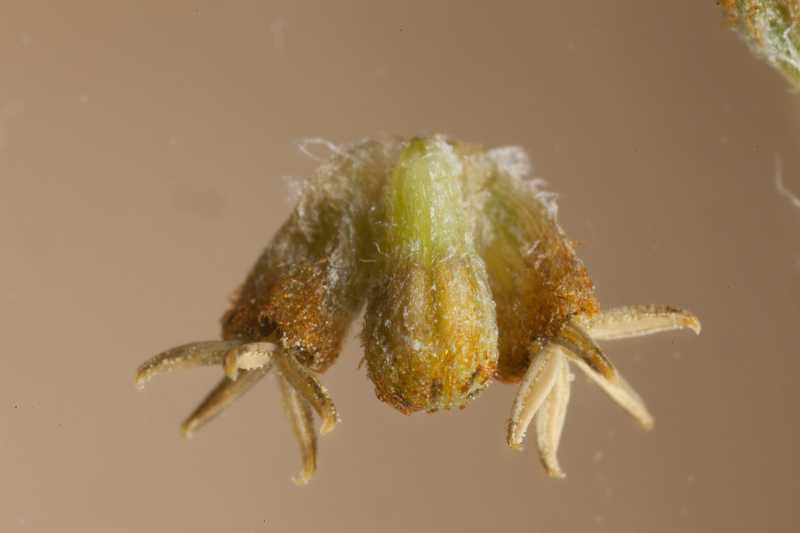 Xanthium spinosum L., 1753