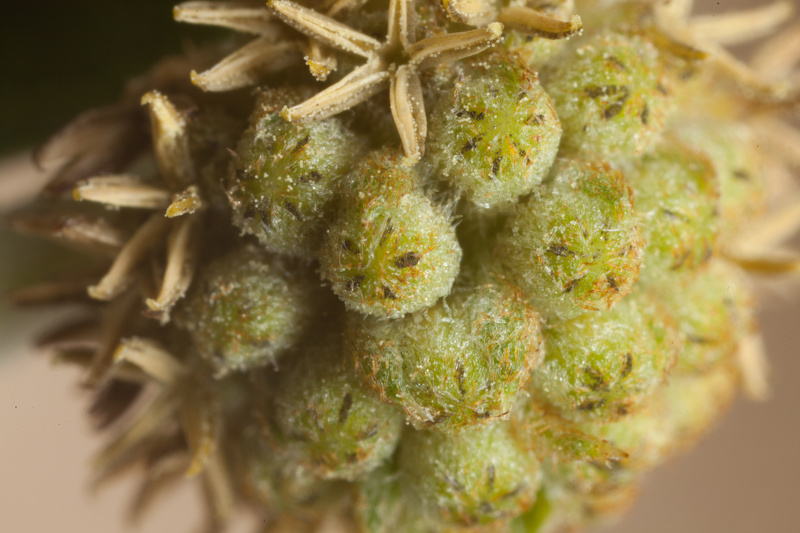 Xanthium spinosum L., 1753