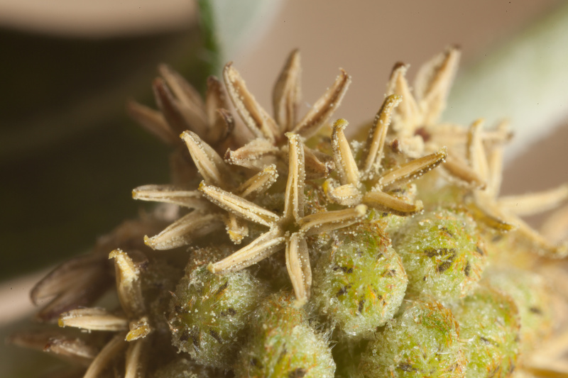 Xanthium spinosum L., 1753