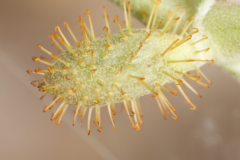 Xanthium spinosum L., 1753