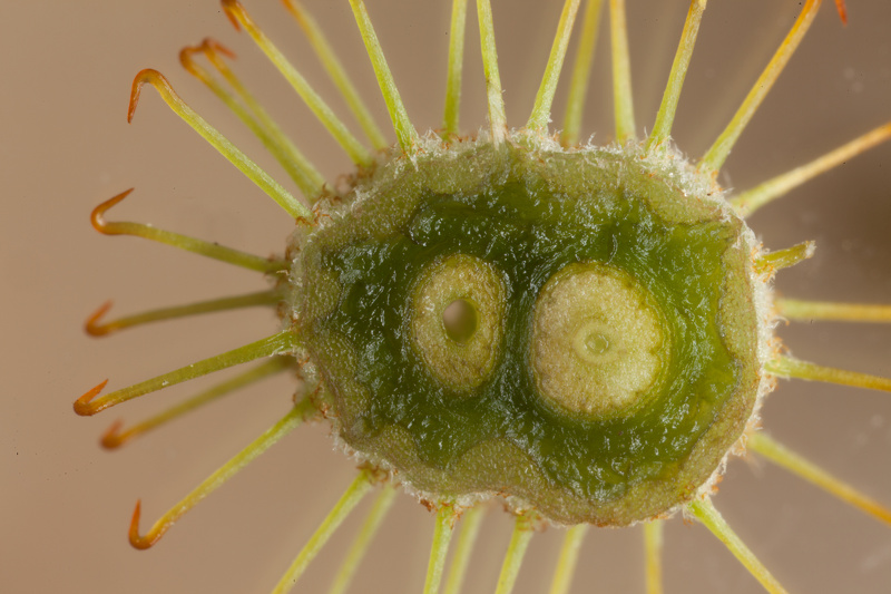 Xanthium spinosum L., 1753