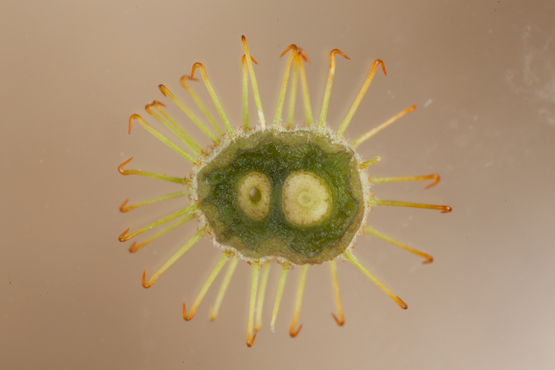 Xanthium spinosum L., 1753