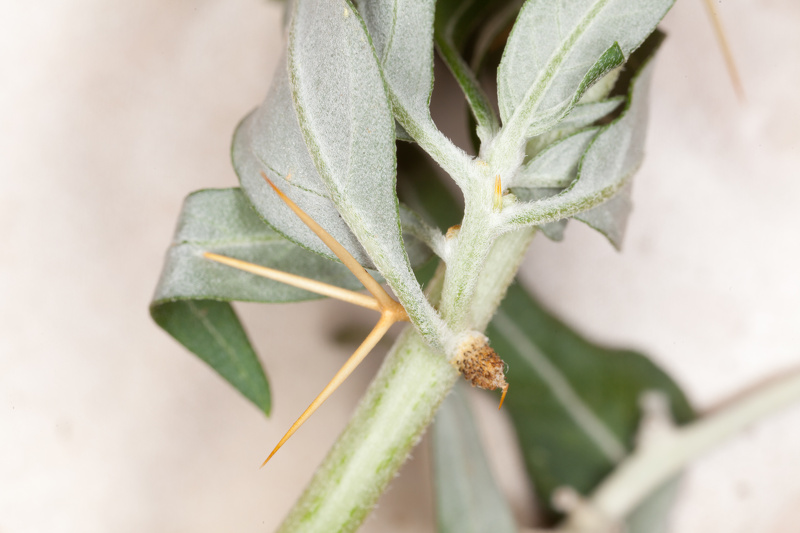 Xanthium spinosum L., 1753