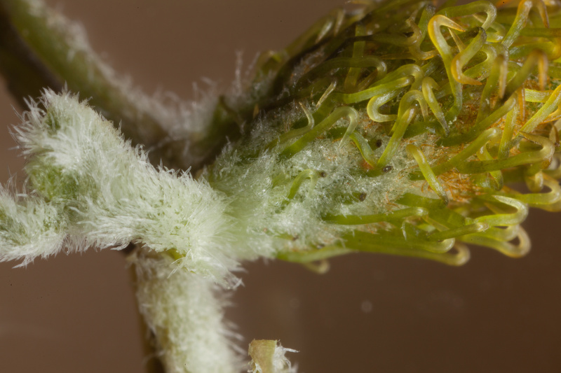 Xanthium spinosum L., 1753