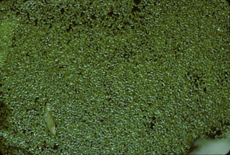 Lemna minuta Kunth, 1816