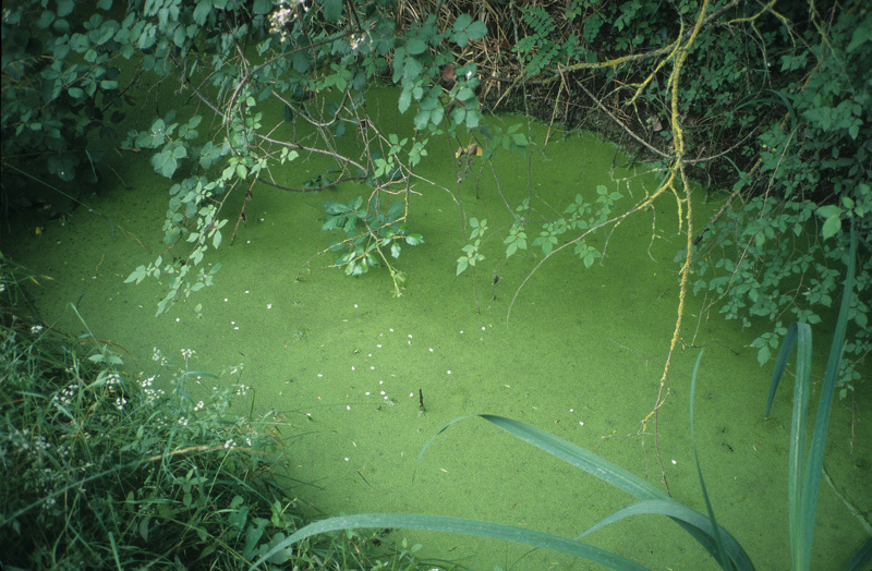 Lemna minuta Kunth, 1816