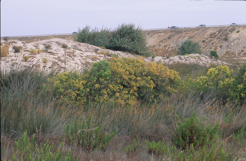 Baccharis halimifolia L., 1753
