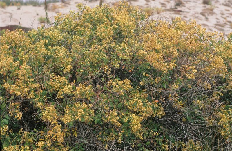 Baccharis halimifolia L., 1753
