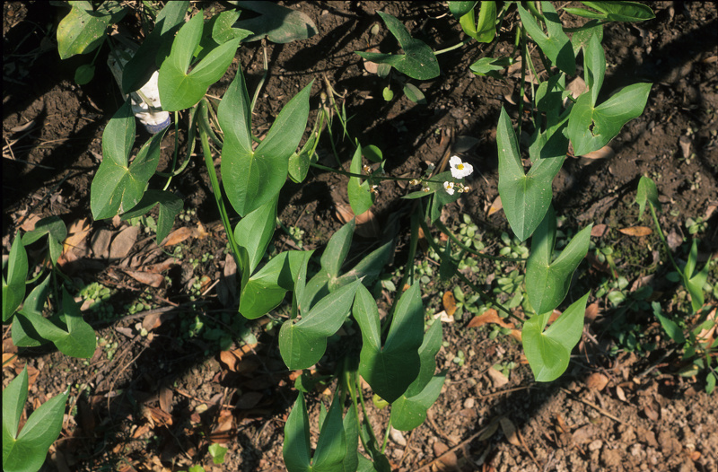 Sagittaria latifolia Willd., 1805