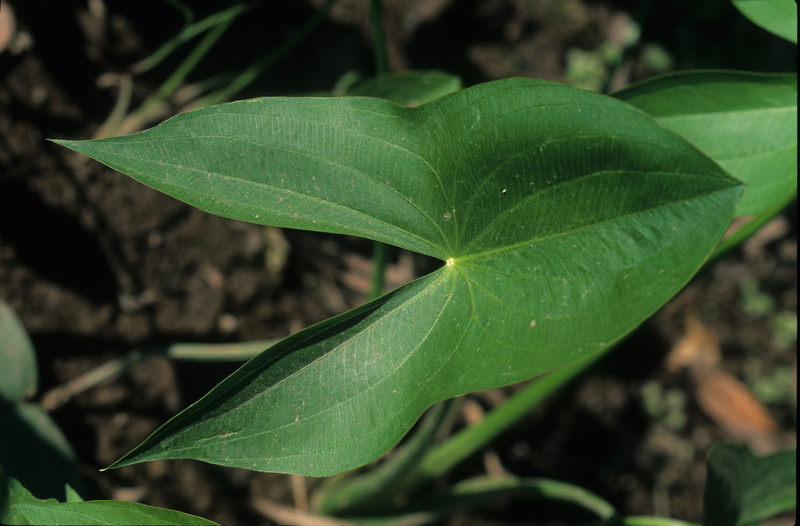 Sagittaria latifolia Willd., 1805