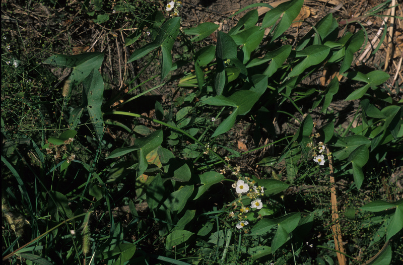 Sagittaria latifolia Willd., 1805