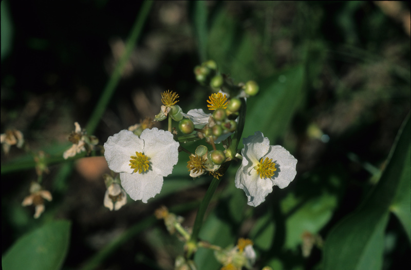 Sagittaria latifolia Willd., 1805