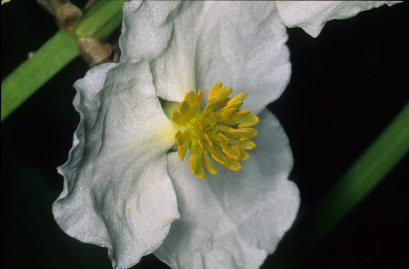 Sagittaria latifolia Willd., 1805