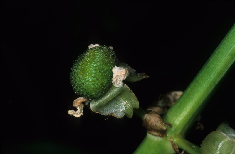 Sagittaria latifolia Willd., 1805