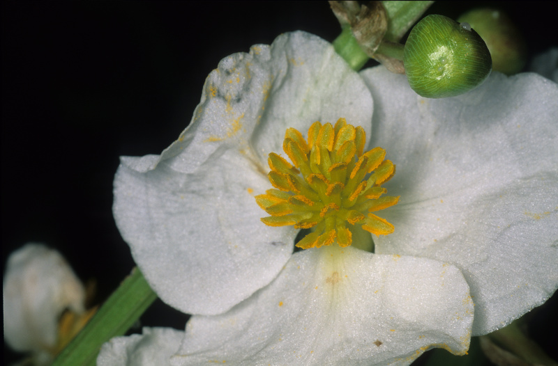 Sagittaria latifolia Willd., 1805