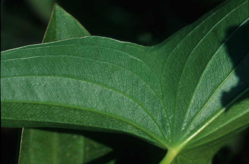 Sagittaria latifolia Willd., 1805