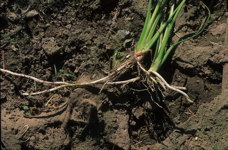 Sagittaria latifolia Willd., 1805