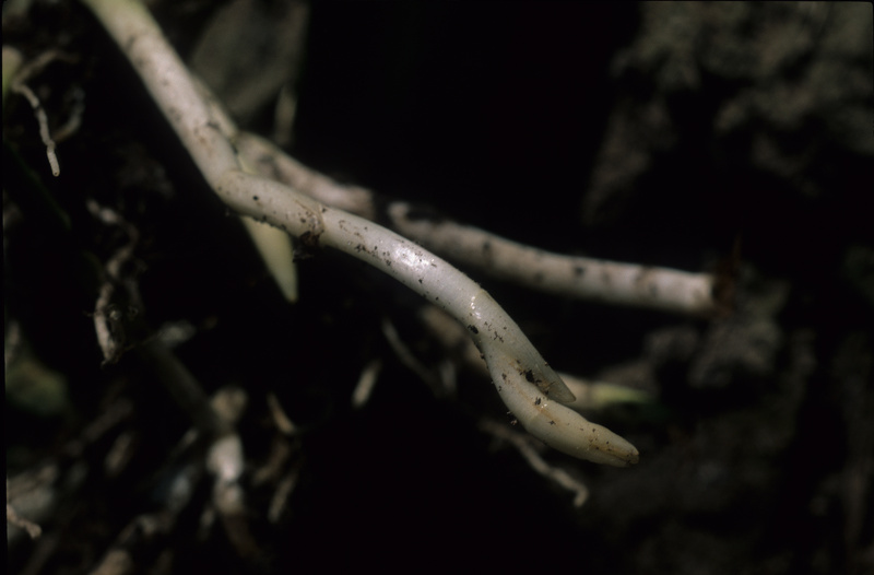 Sagittaria latifolia Willd., 1805