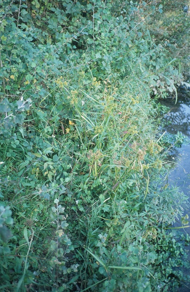 Cyperus eragrostis Lam., 1791