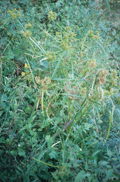 Cyperus eragrostis Lam., 1791