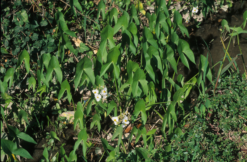 Sagittaria latifolia Willd., 1805