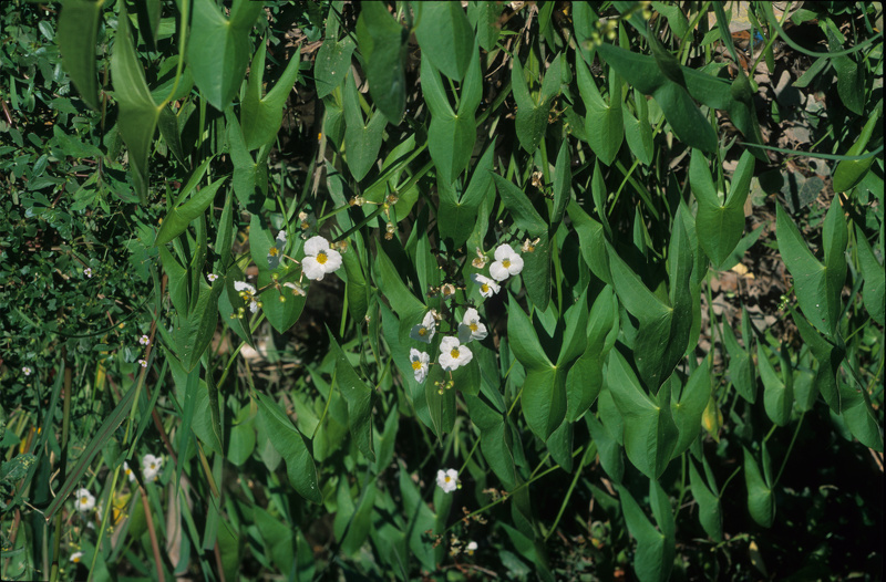 Sagittaria latifolia Willd., 1805