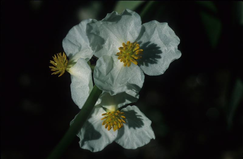 Sagittaria latifolia Willd., 1805