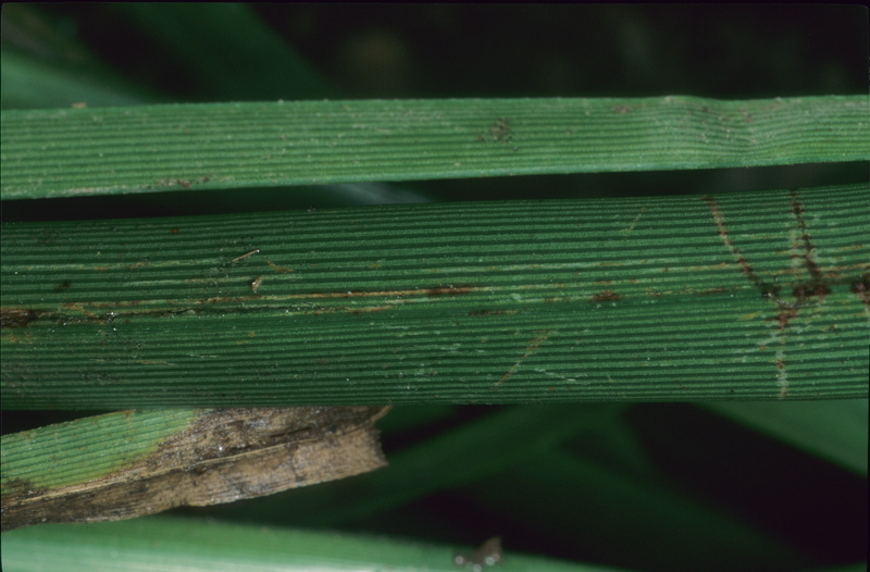 Cyperus eragrostis Lam., 1791