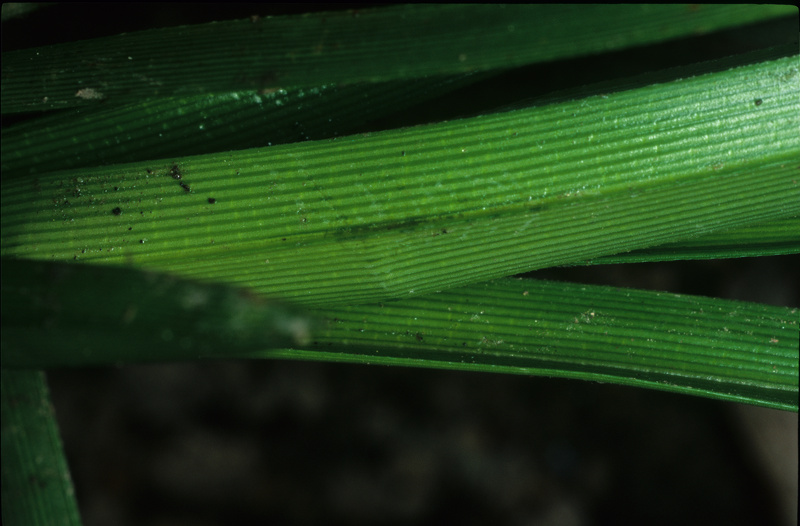 Cyperus eragrostis Lam., 1791