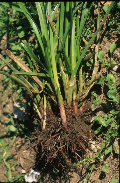 Cyperus eragrostis Lam., 1791