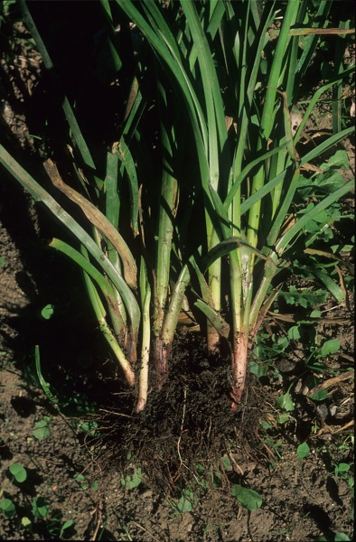 Cyperus eragrostis Lam., 1791